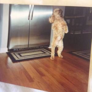 Meet your Posher, Glenn